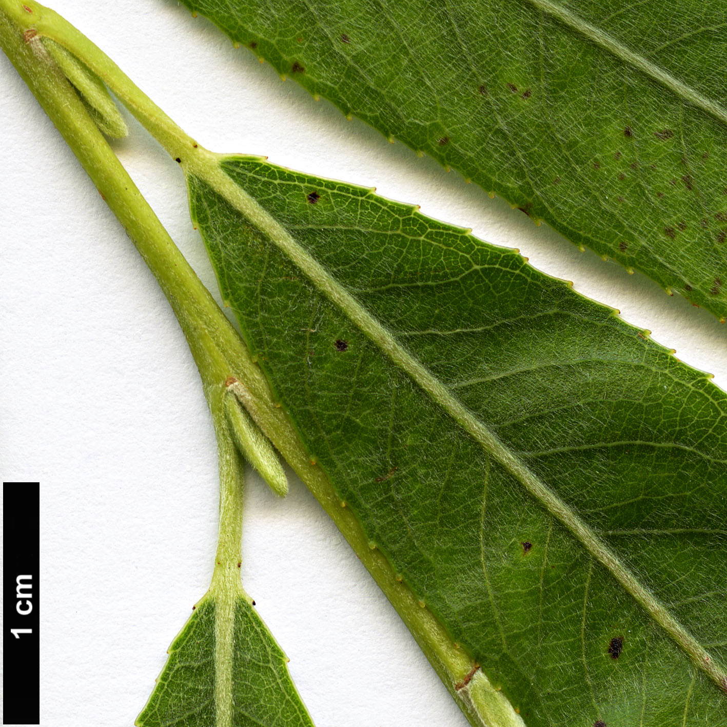 High resolution image: Family: Salicaceae - Genus: Salix - Taxon: ×pendulina - SpeciesSub: f. pendulina (S.alba × S.babylonica × S.euxina)